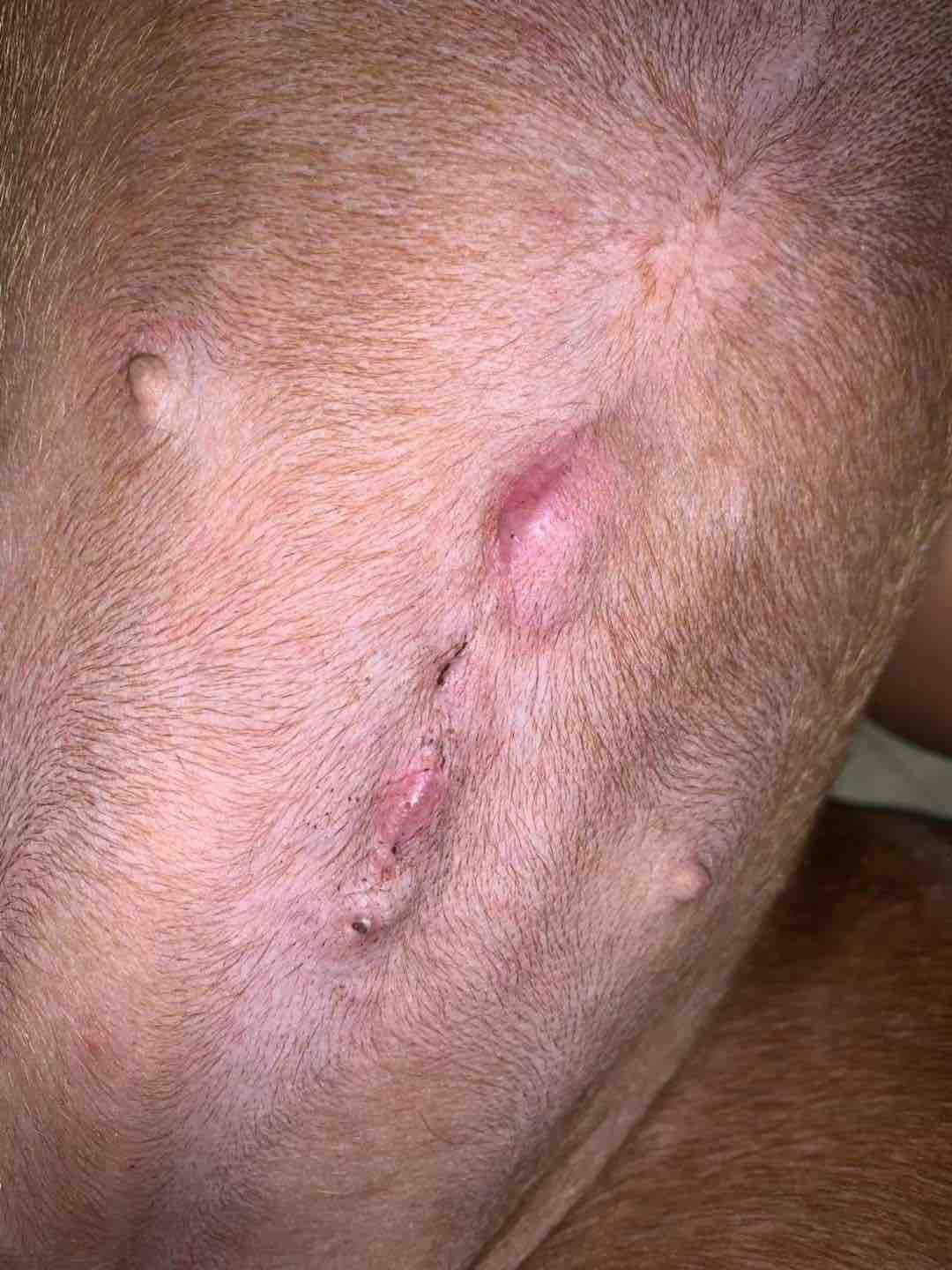 My dog has pink bumps on spay incision 3 weeks later. Normal? | Petco