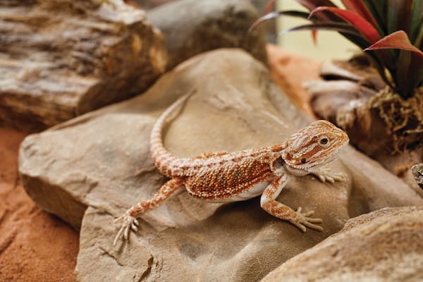 Basic Care And Supplies For A Bearded Dragon Petco