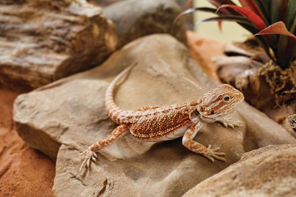 Meet the bearded dragons of a Pine Island rescue