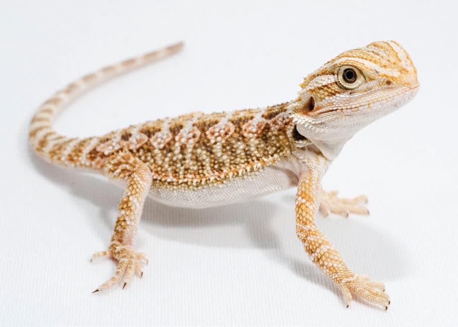 Bathing A Baby Bearded Dragon : Baby Bearded Dragon Taking A Bath Stock Photo Alamy / There are no hard and fast rules here, you just need something that has enough room for your dragon and will hold water.