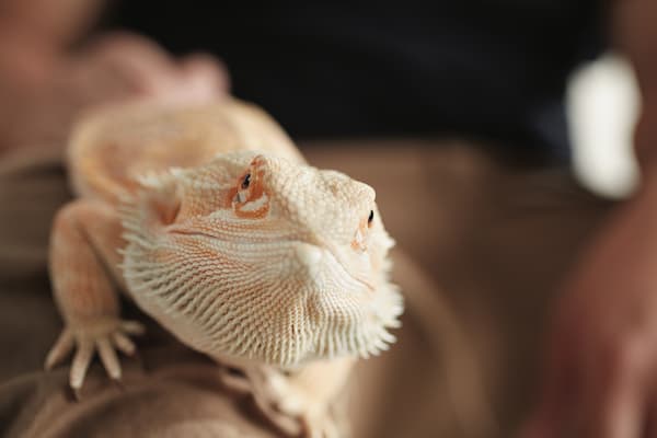 Bearded dragon pet, petco