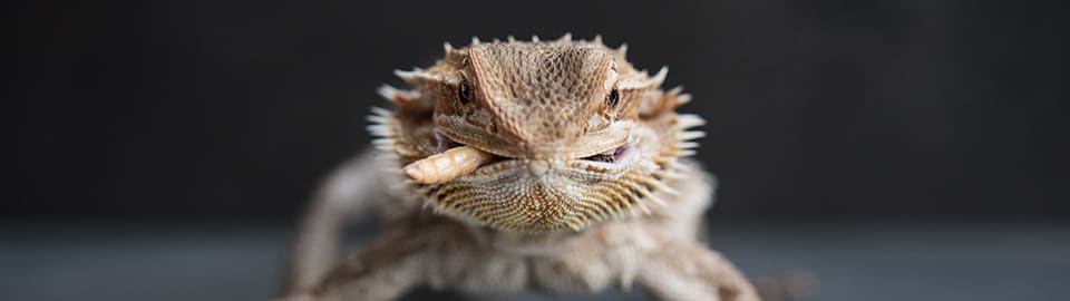 Recommended Food for Bearded Dragons