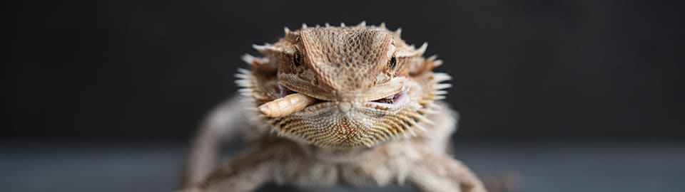 Meet the bearded dragons of a Pine Island rescue