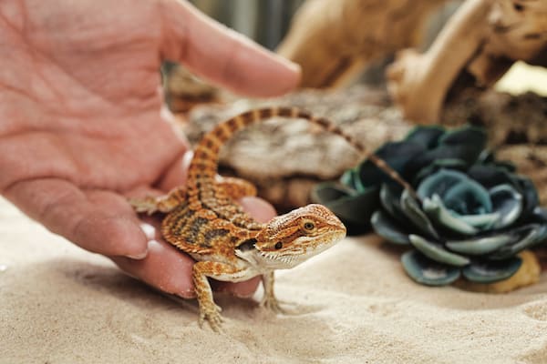 petco bearded dragon price