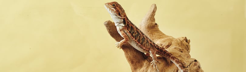 Basic Supplies & Care for Bearded Dragons