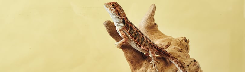 Meet the bearded dragons of a Pine Island rescue