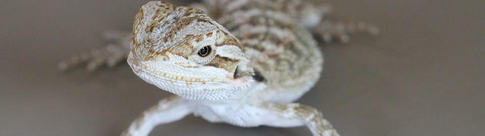 Bearded dragon cost at 2024 petco