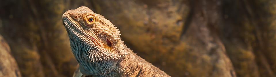 Meet the bearded dragons of a Pine Island rescue