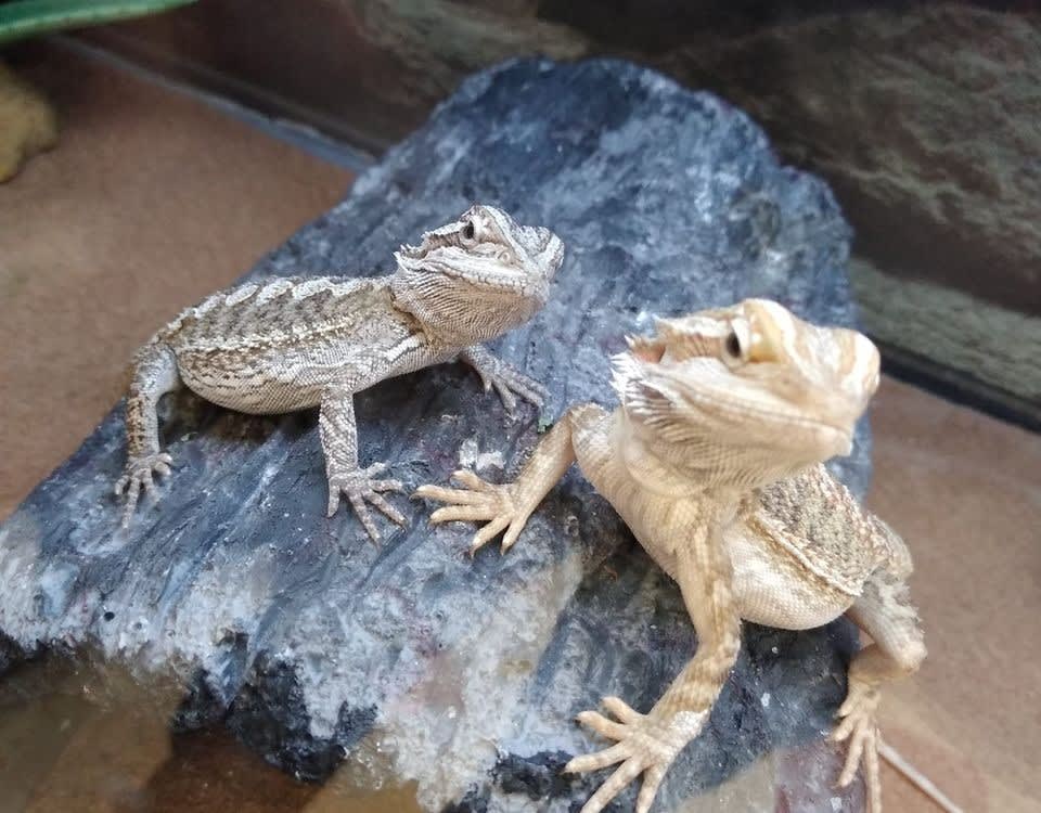 Bearded dragon hotsell no heat lamp