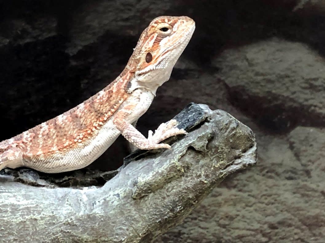 Bearded dragon heat outlet lamp