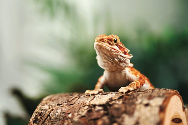 10 Bearded Dragon Fun Facts Petco