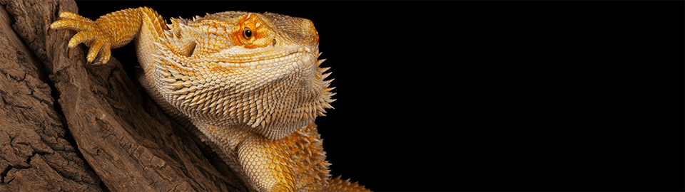 Adopted - Pogona vitticeps 'Bearded Dragon' Black Beard ak