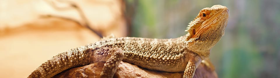 Bearded Dragon Stress Marks