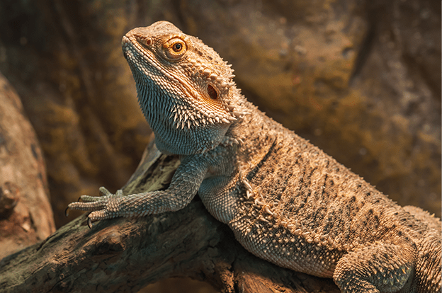 fat bearded dragon