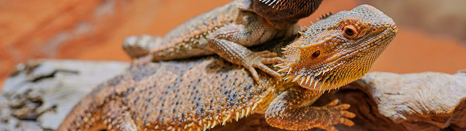 bearded dragon piggy back