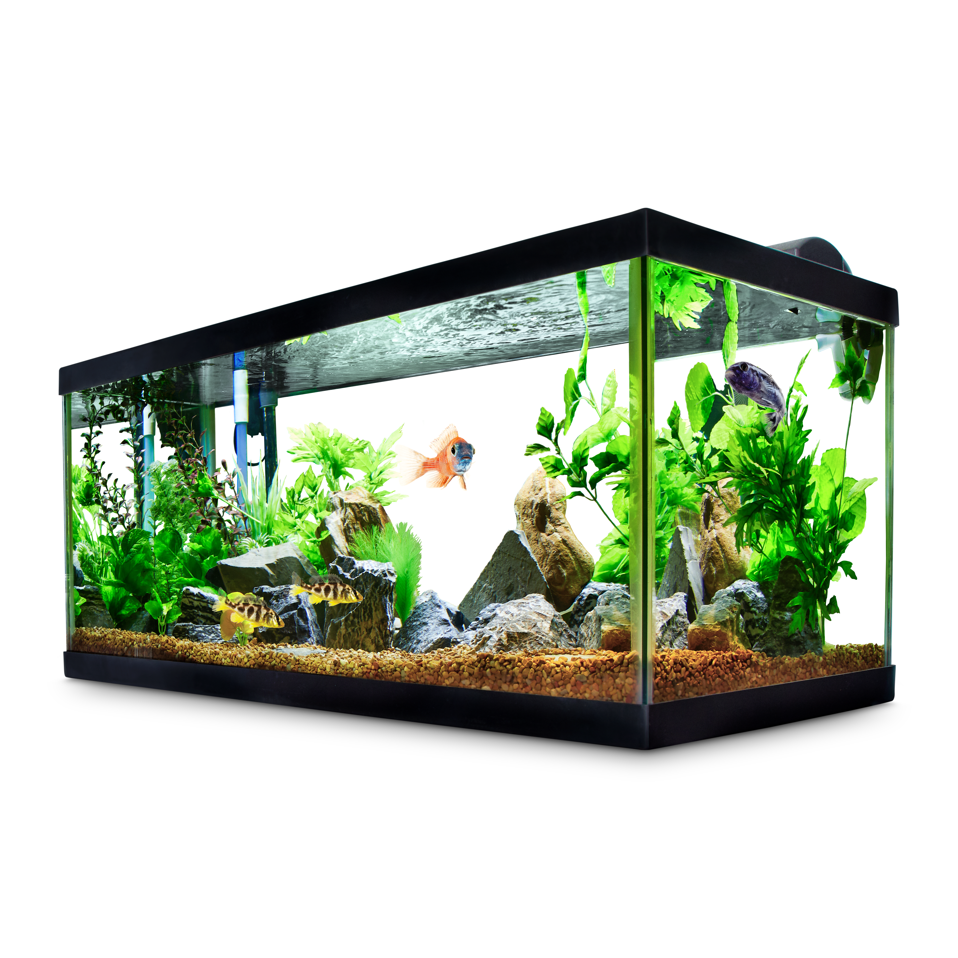 Best freshwater best sale fish for tank