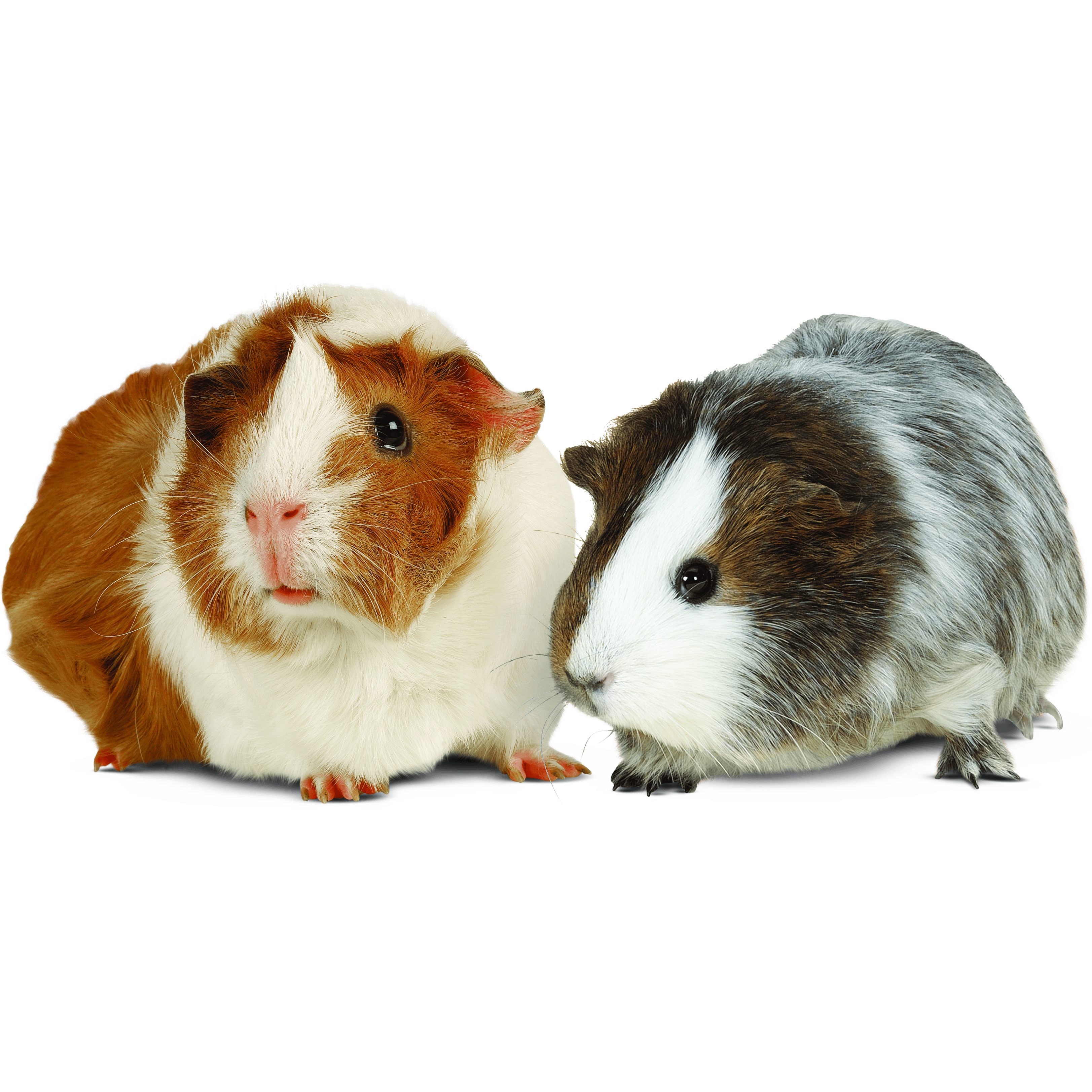 Small Animal Care Tips