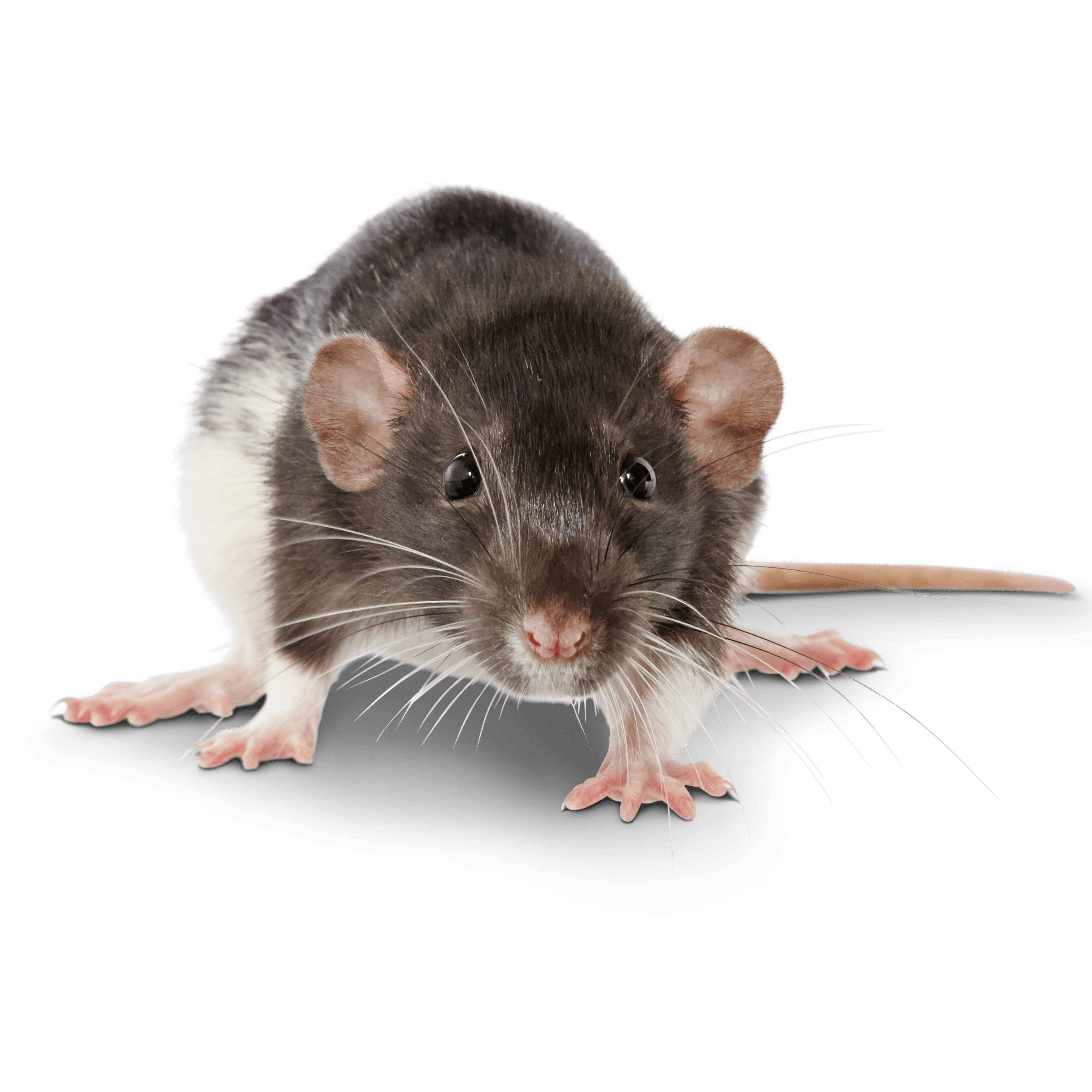 Pet Hamster Mice Rat Rabbit Mineral Teeth Grinding Stone Bones Snacks Chew Toy 