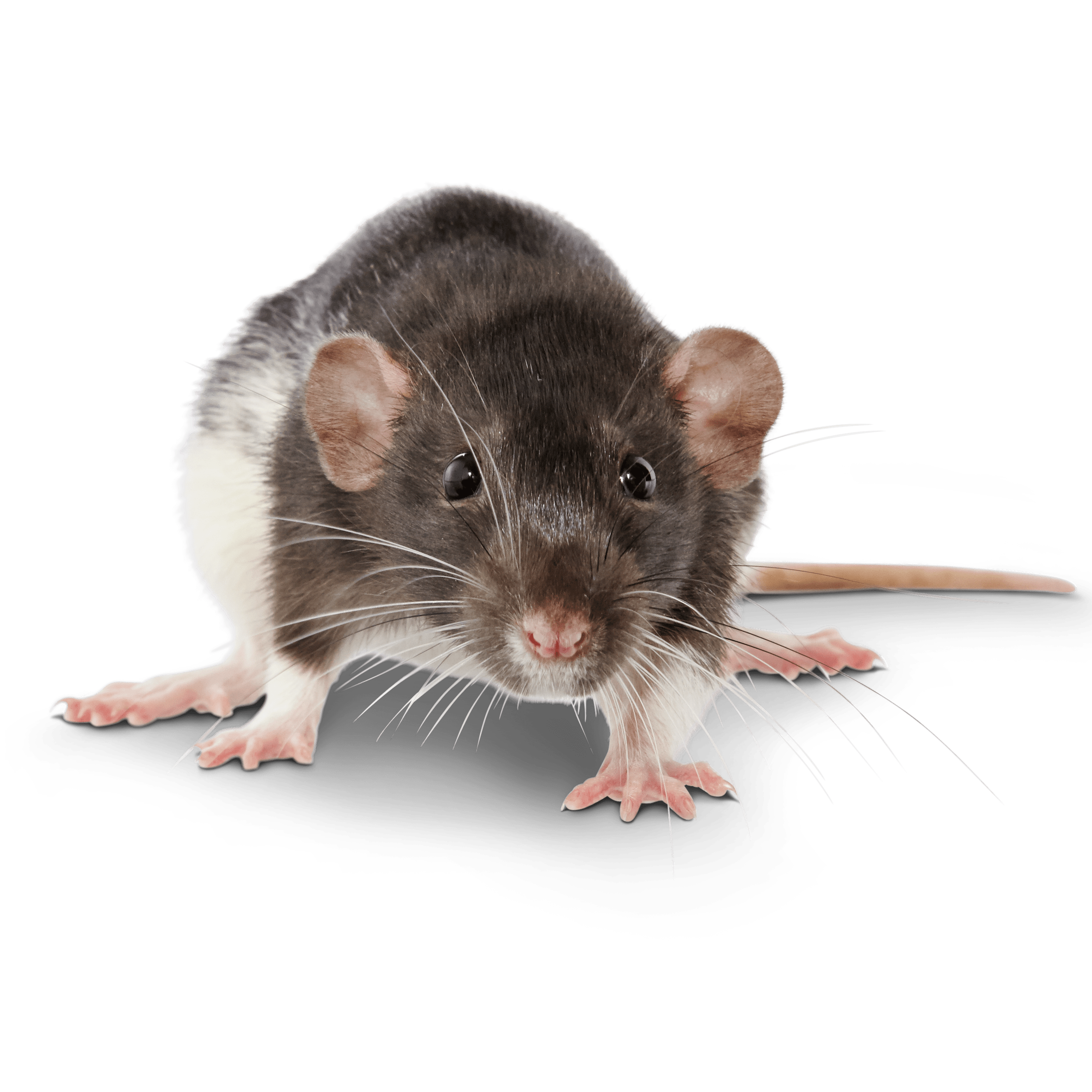 How Long Do Pet Rats Live? Expert Tips to Extend Their Life