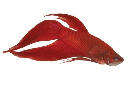 all red betta fish