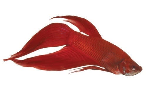 types of betta fish petco