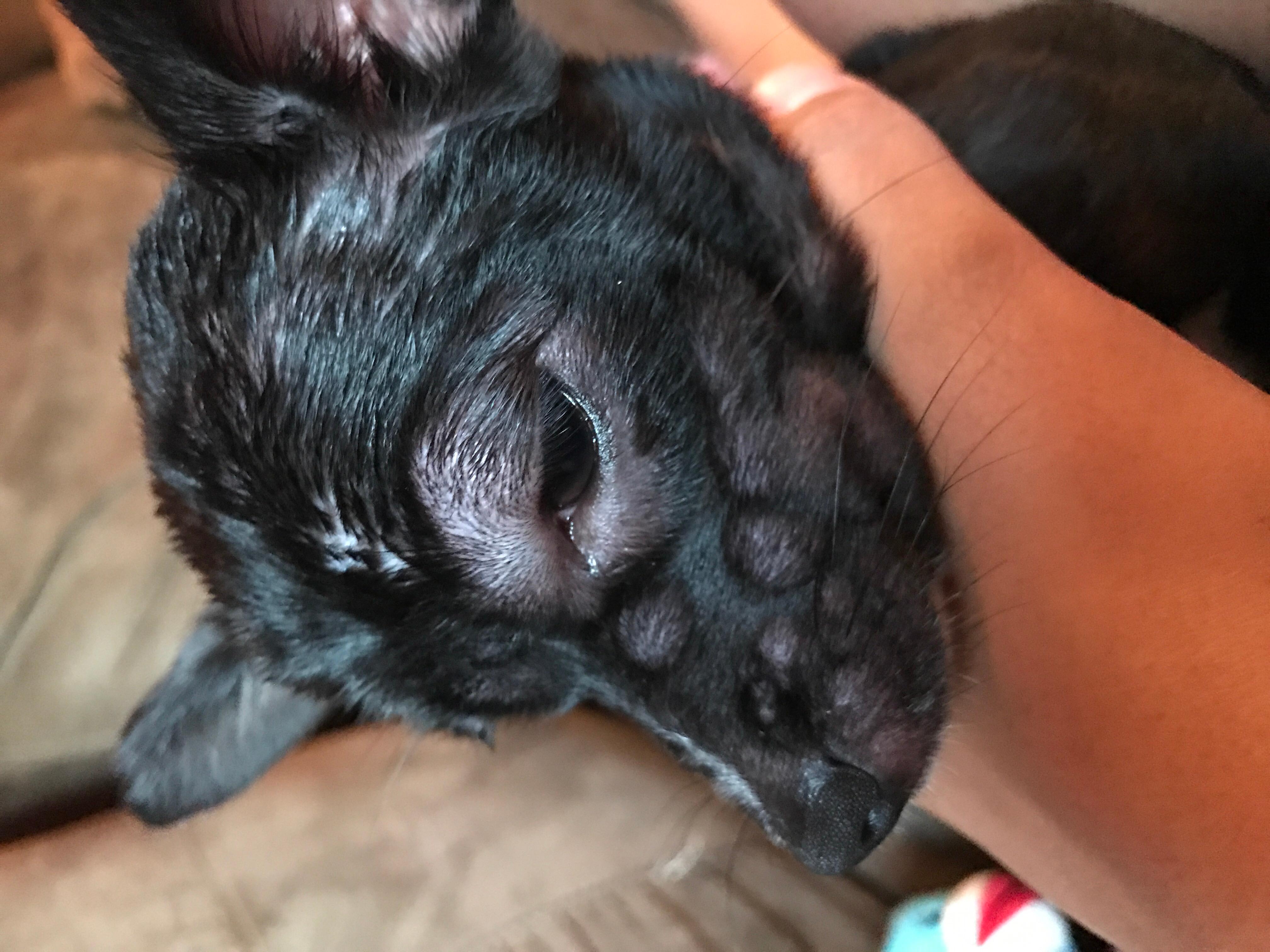 My dog has sudden bumps on her head. Is it hives or emergency? | Petco
