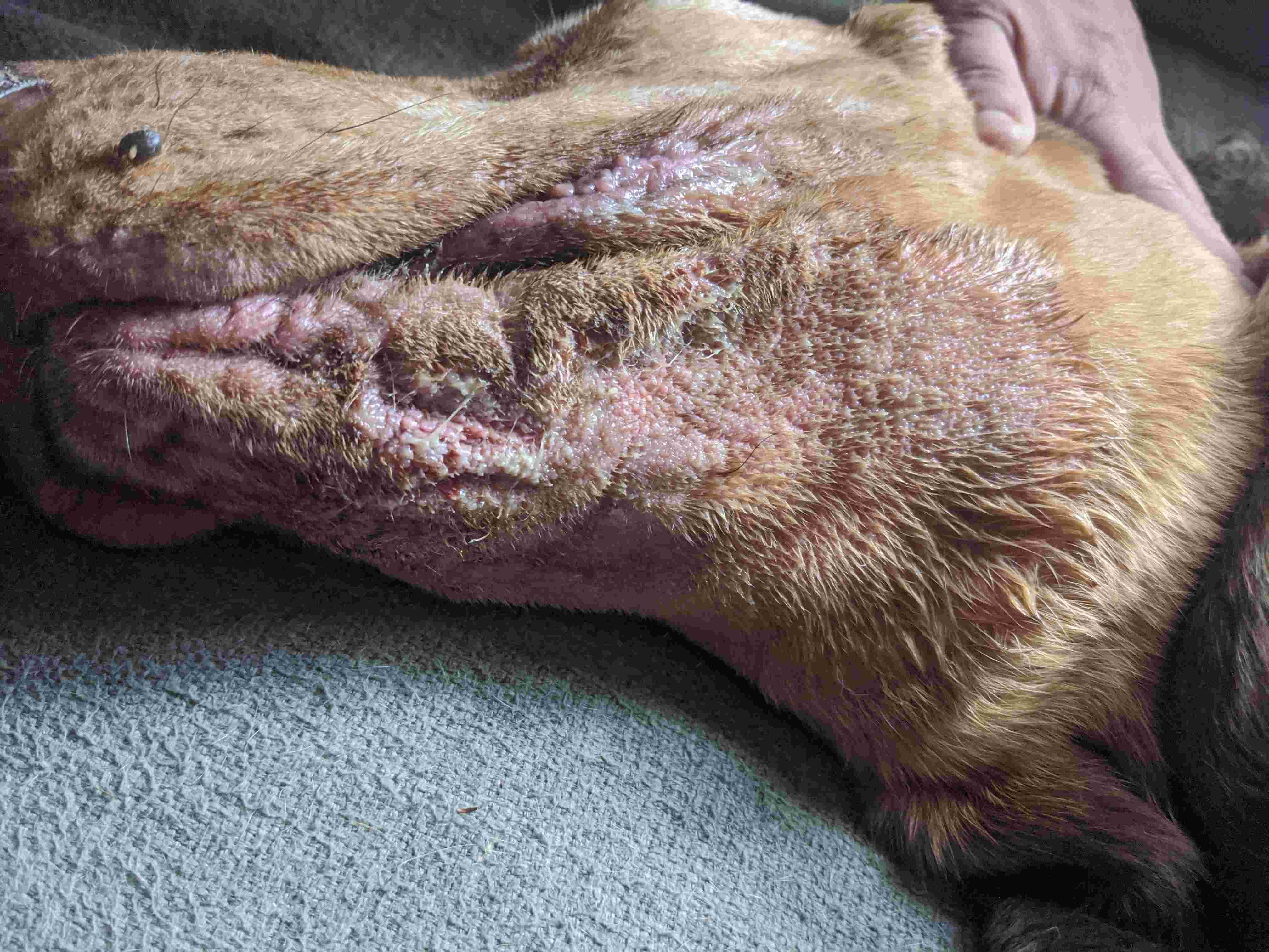 My dog has chin rash & discharge. Should I wait or go to ER? | Petco