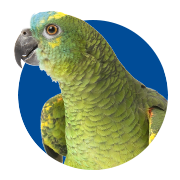 Pet Bird Chicken Supplies Bird Store Petco