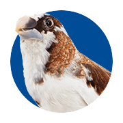 Pet Bird Chicken Supplies Bird Store Petco