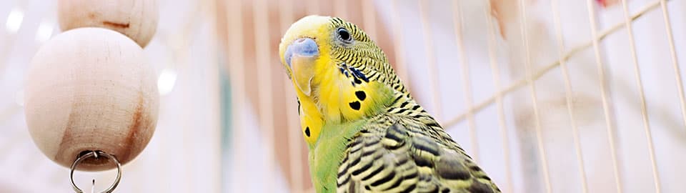 Bird in cage with toys