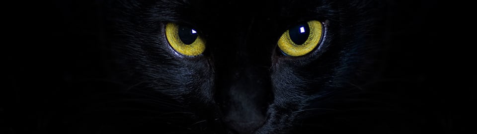 facts about black cats