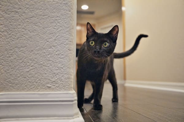 Black cat exploring home