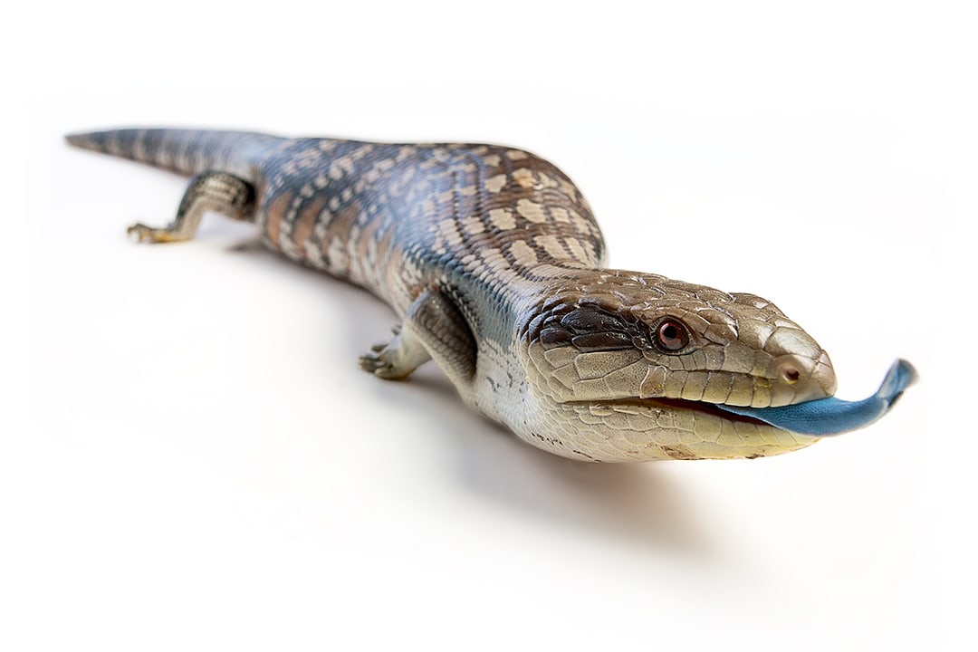 Blue tongue skink 2024 as a pet