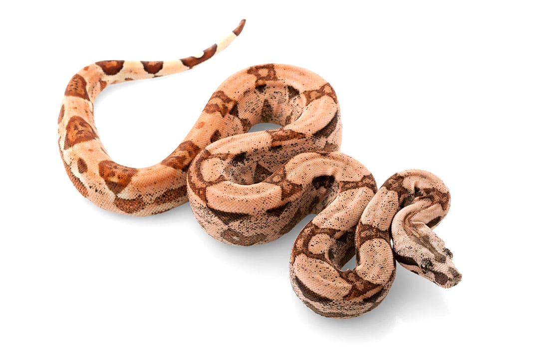 Don't plan to have boa constrictors as pets