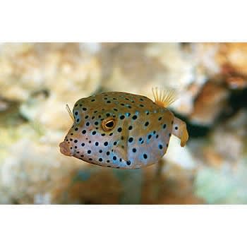 Boxfish and Cowfish Care Sheet | Petco