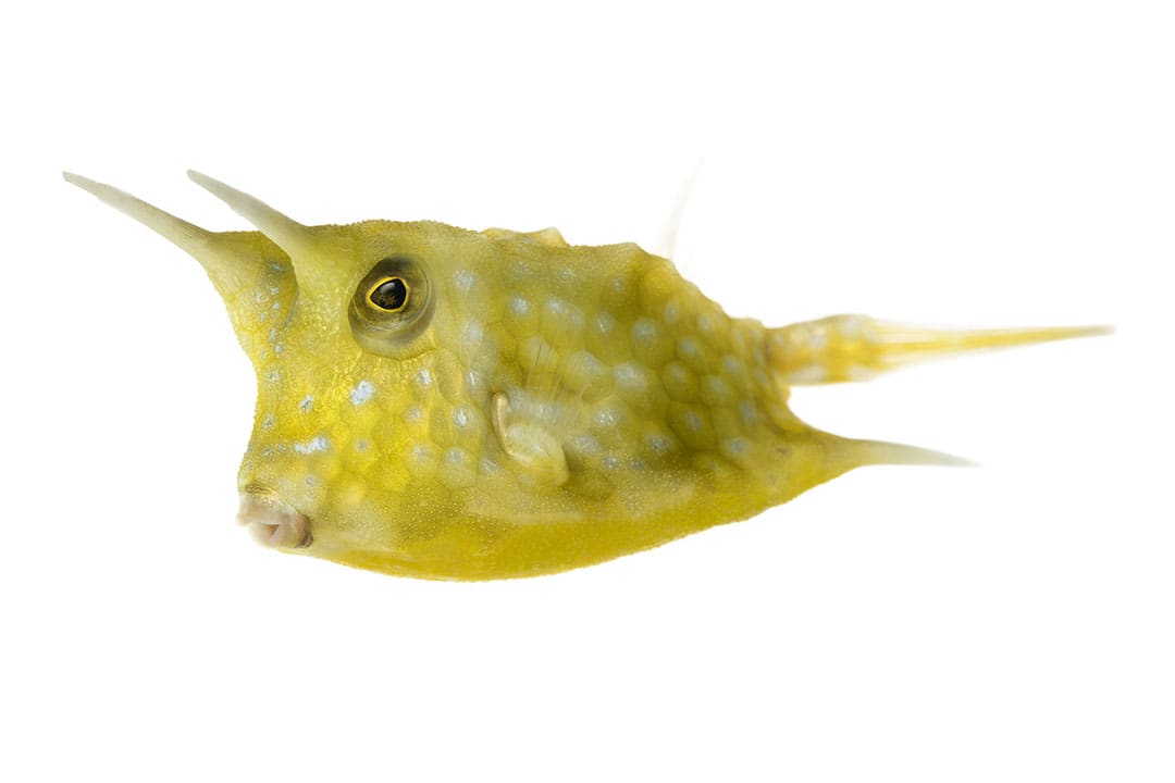 Longhorn sales cowfish care