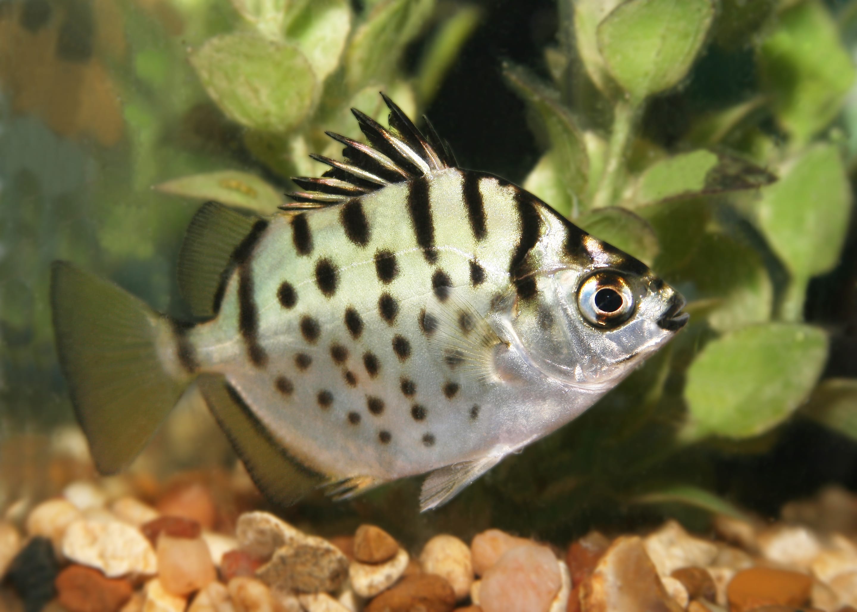 small tropical fish that can live in brackish water