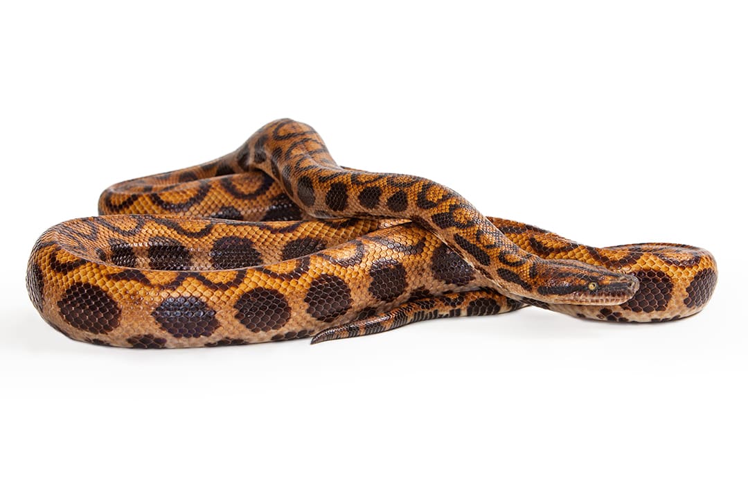 Brazilian Rainbow Boa