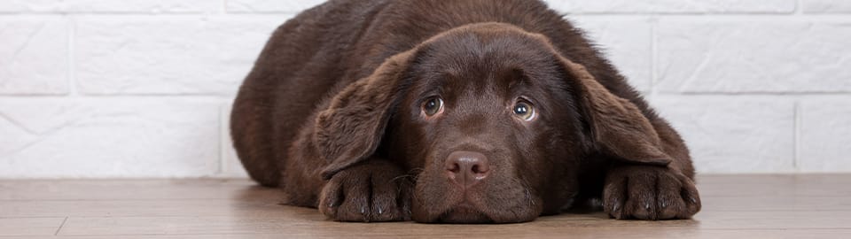 brown dog laying on floor