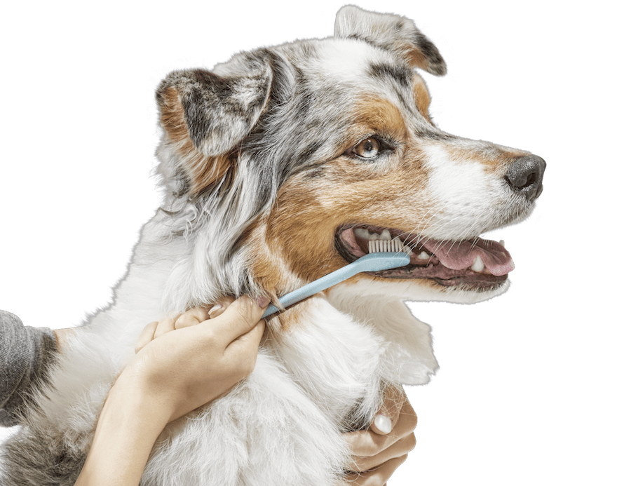 petco dog toothbrush