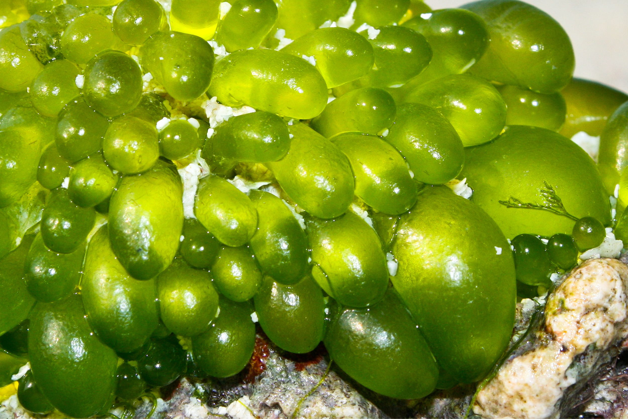 bubble algae