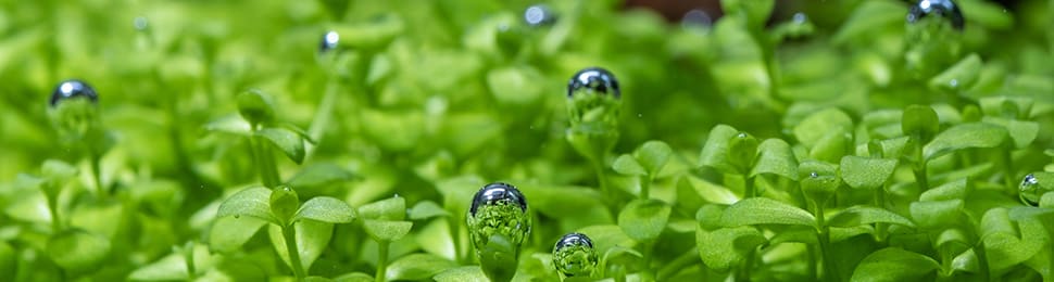 bubbles on plants in fish tank