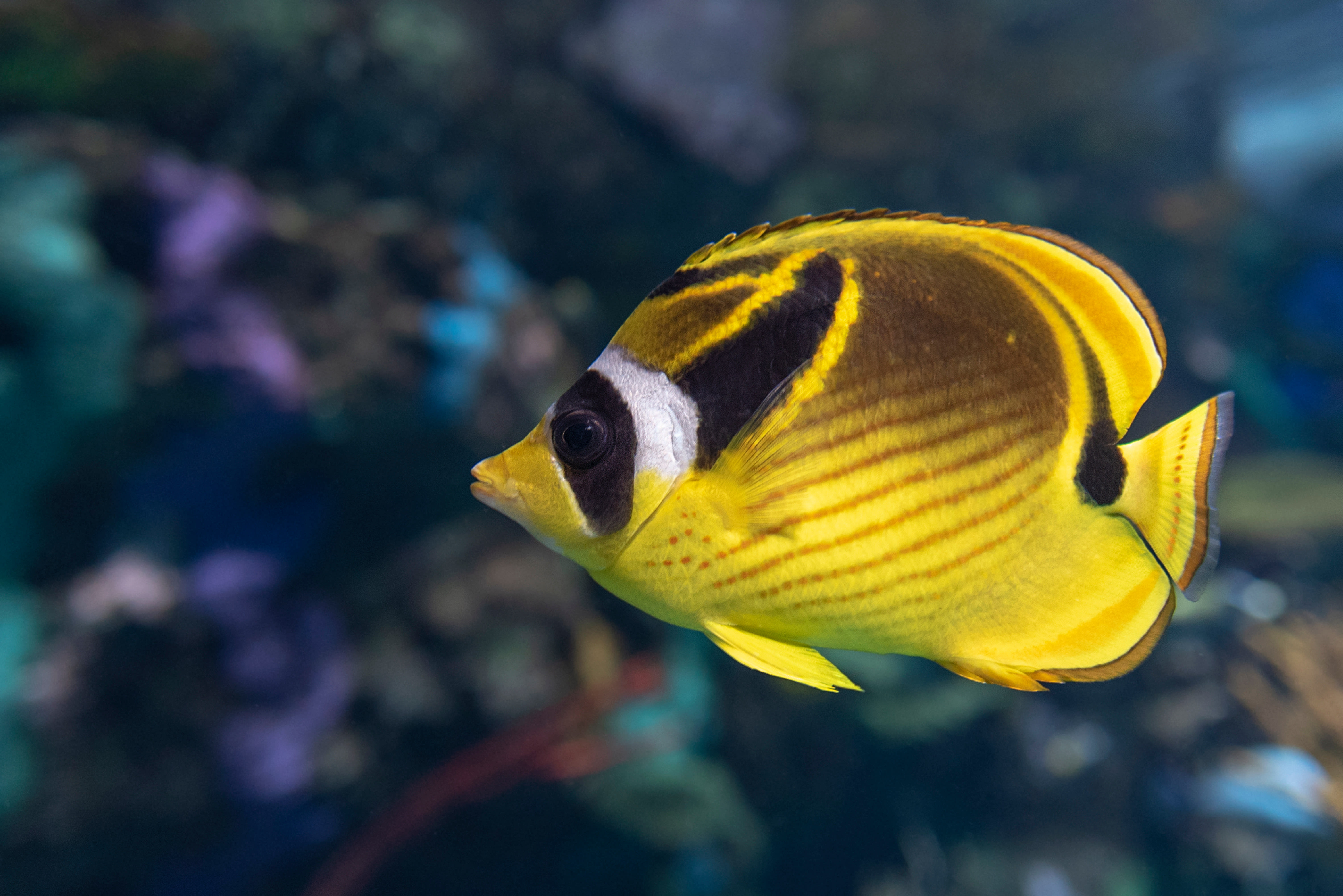 butterfly fish care sheet