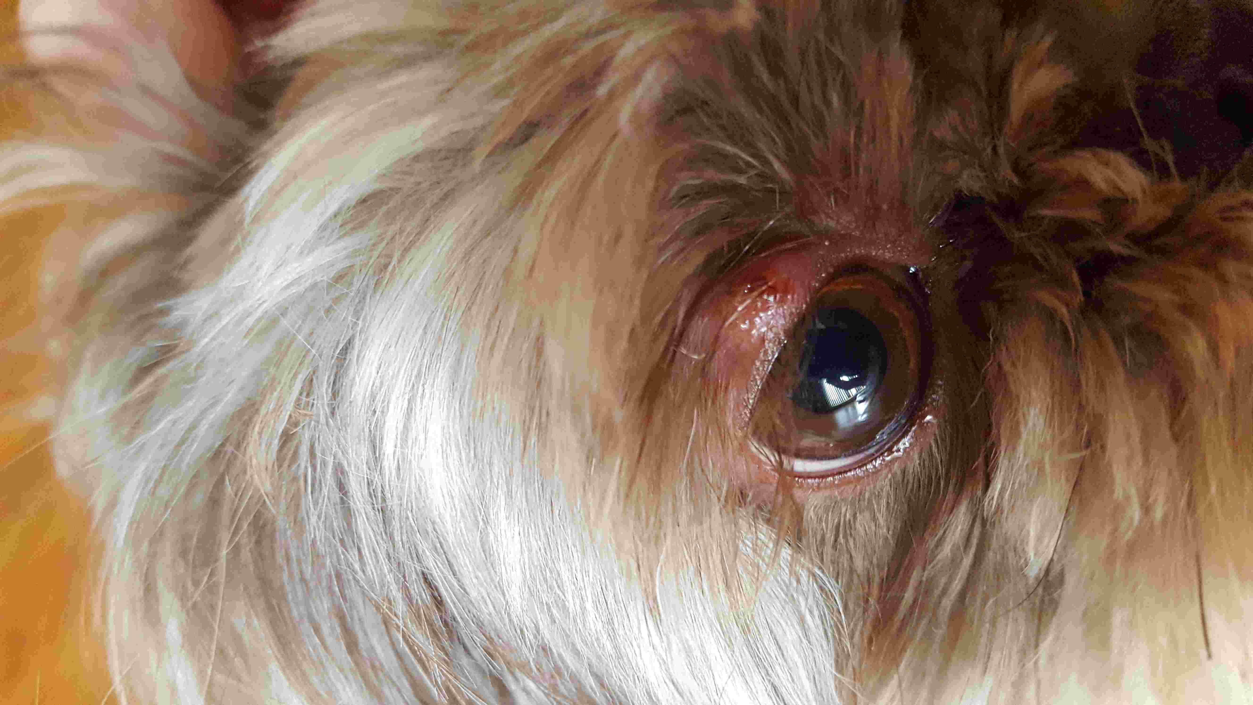 My dog has a bump with a scab on her eyelid. What should I do? | Petco