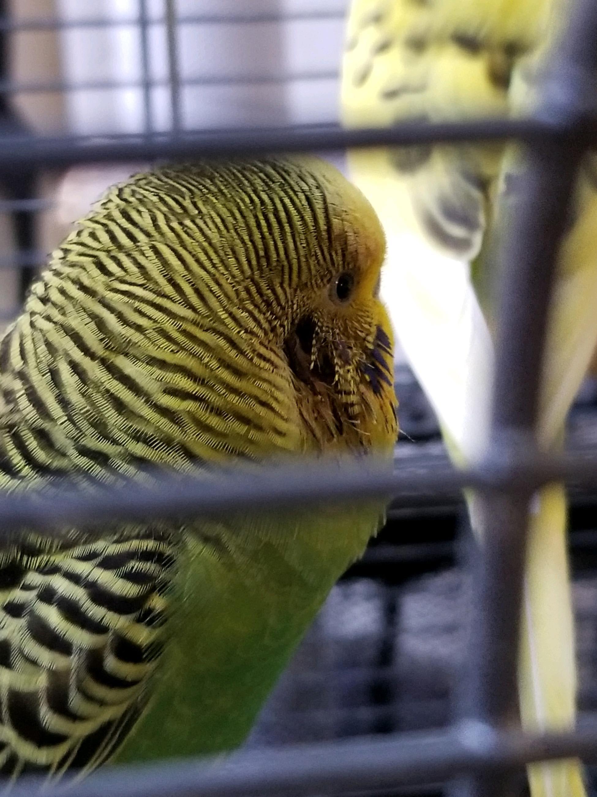 My Parakeet Scratching Red Ear? What to Do & Is It Severe? | Petco