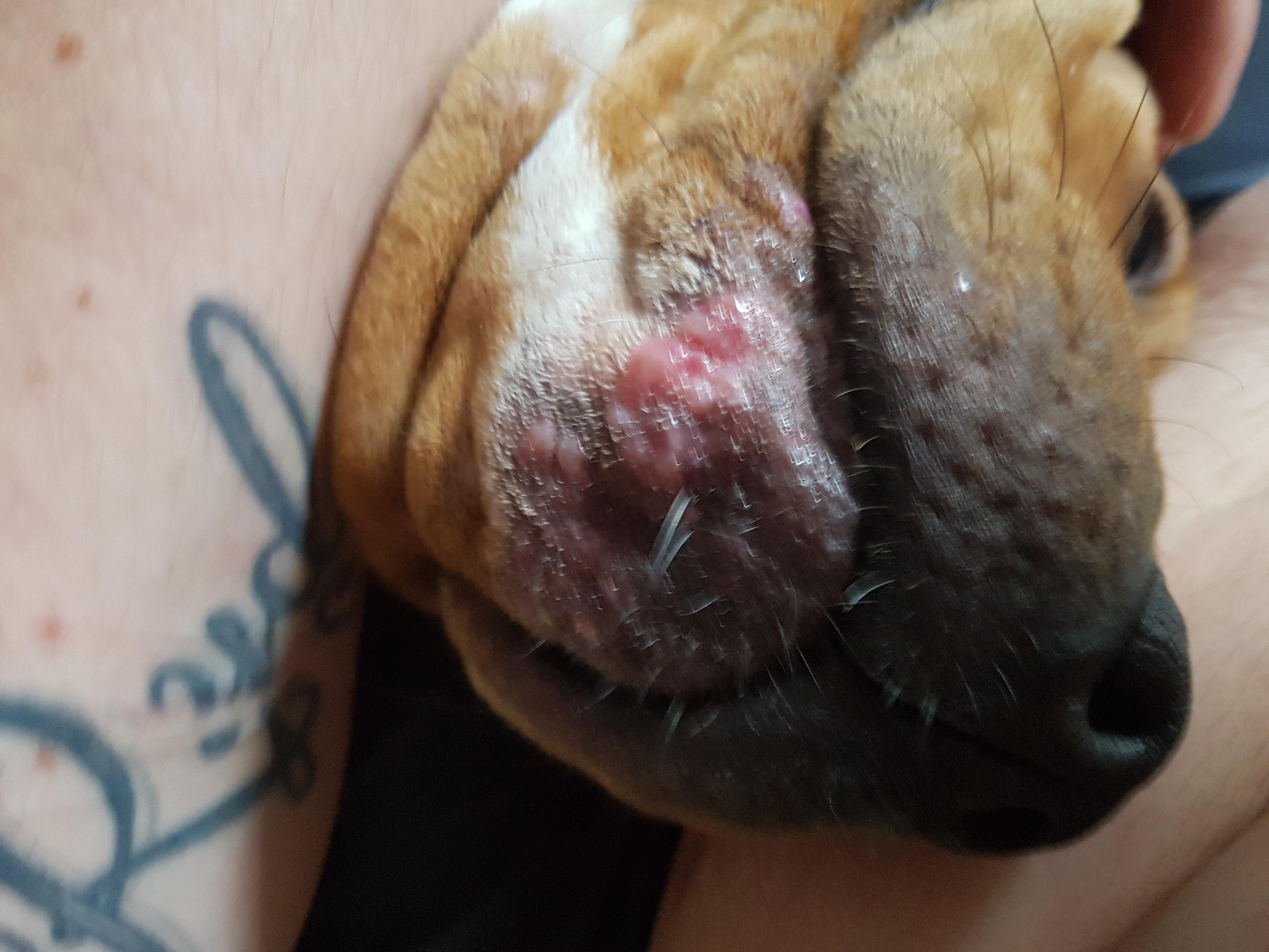 Why does my 3-year-old dog have wart-like bumps on her chin? | Petco