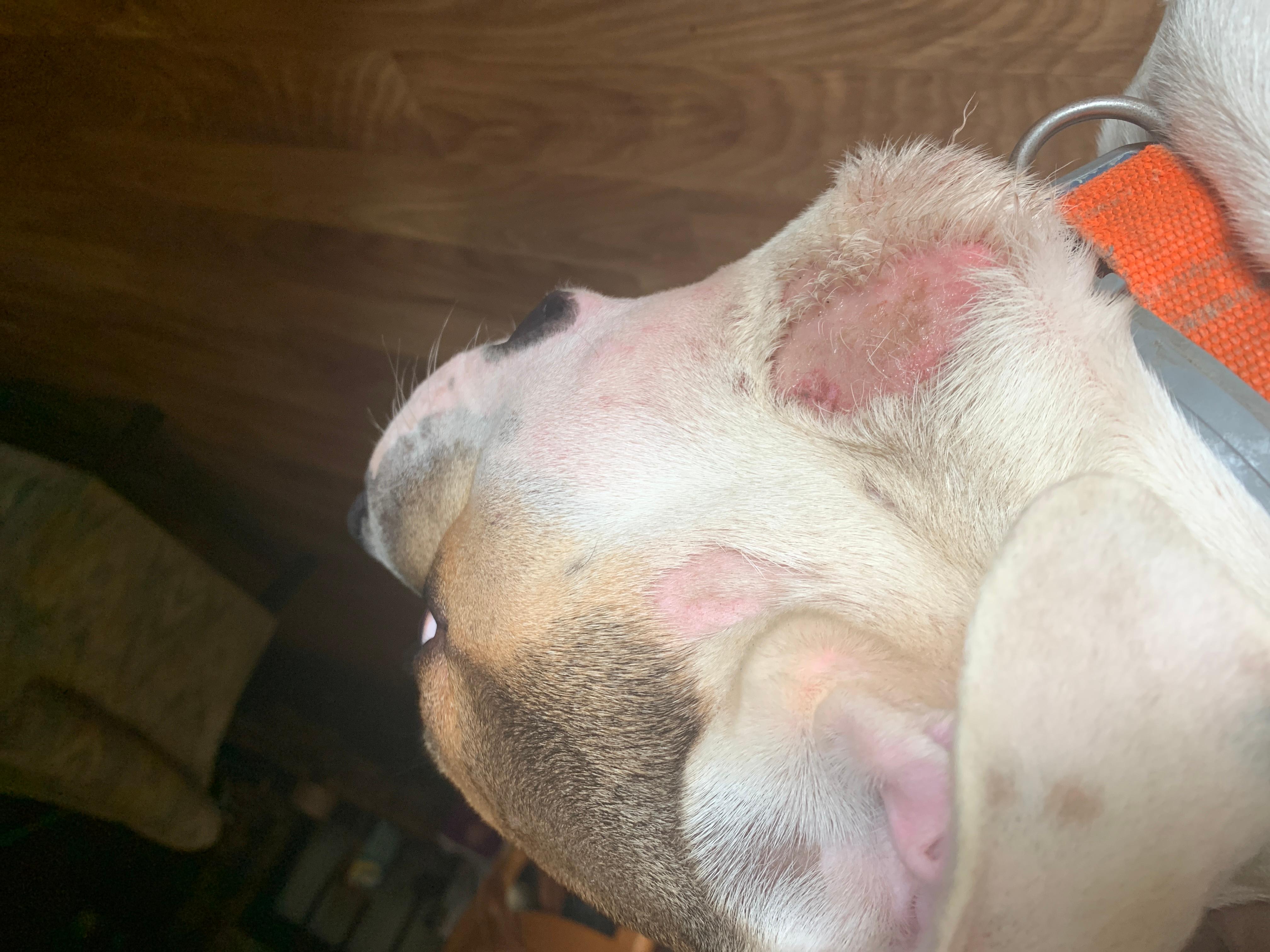 My Dog Has Bald Spots on Head: Is It Serious? What's the Cause? | Petco