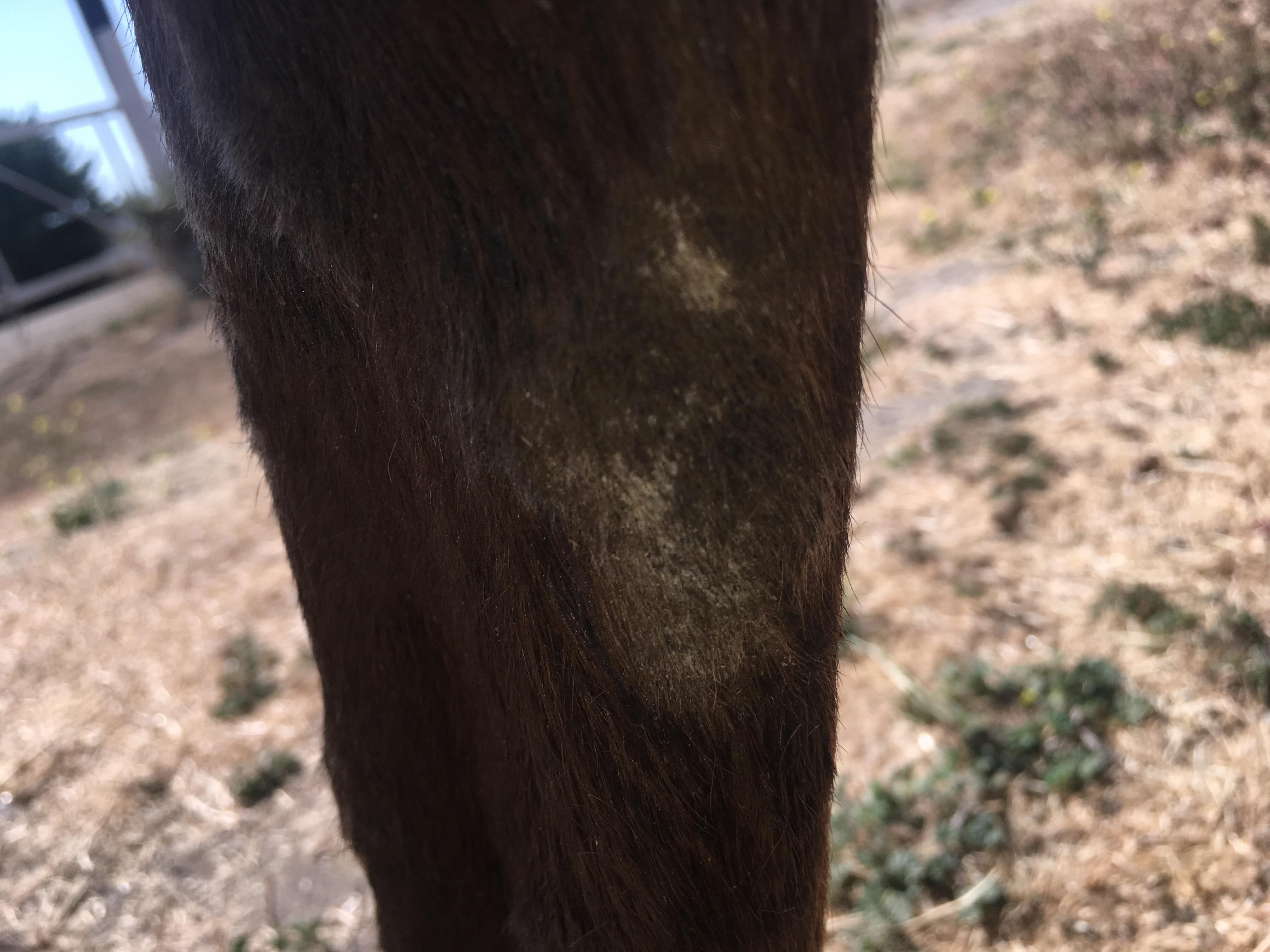 My horse has bumps on its legs. Causes & How to Treat? | Petco