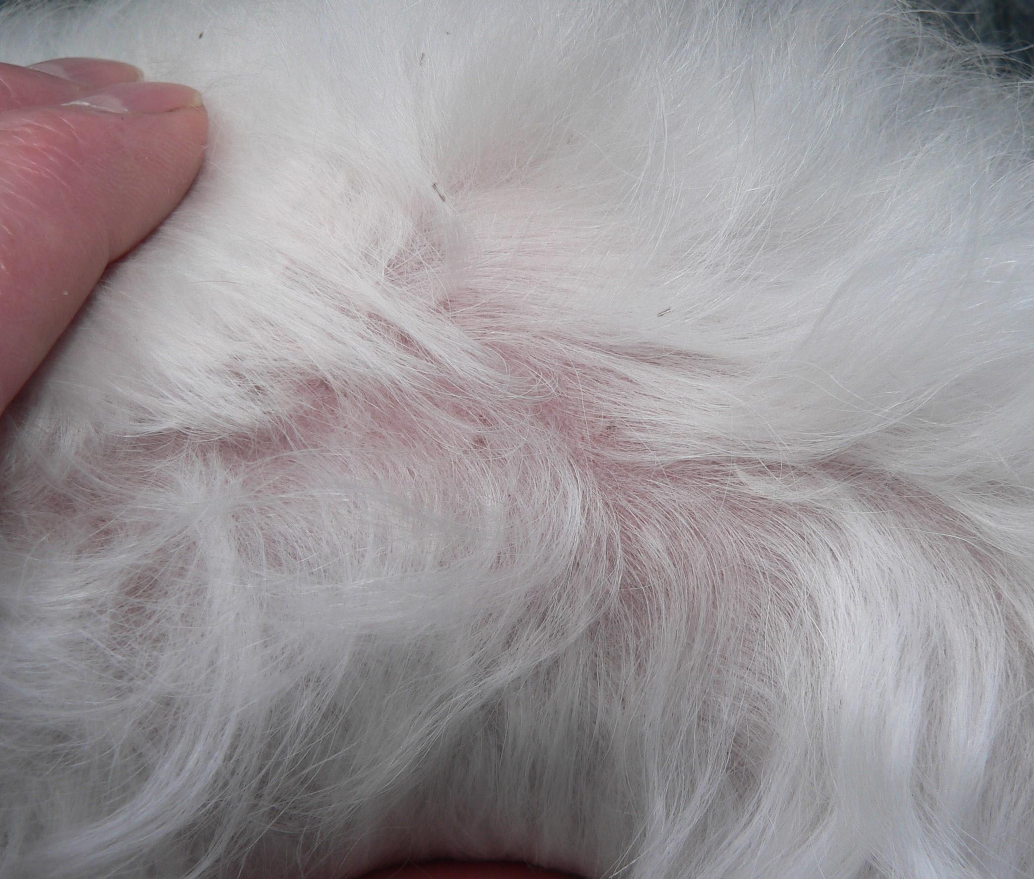 Maltese has brown flakes on back? Learn why they won't brush out! | Petco