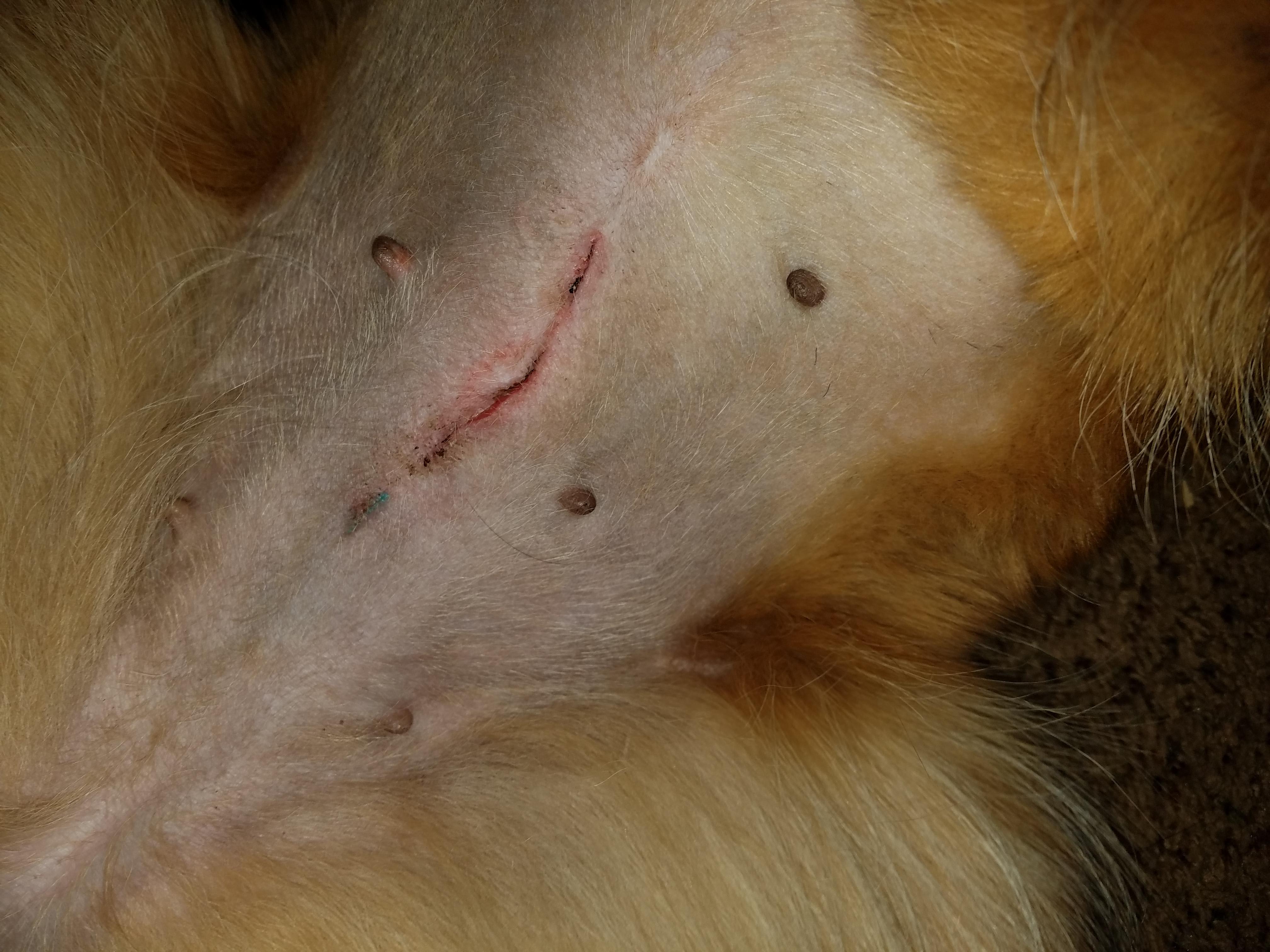 My Dog Just Got Spayed: Incision Healing or Infected? | Petco